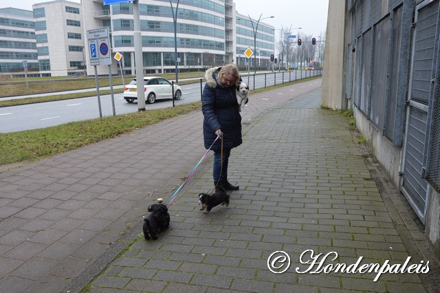 langs de drukke weg