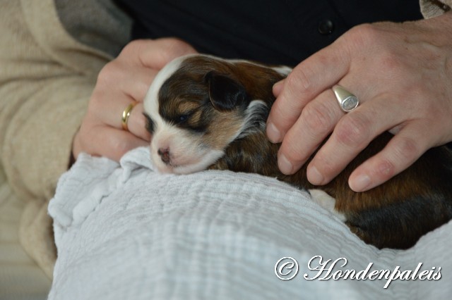 junior op schoot