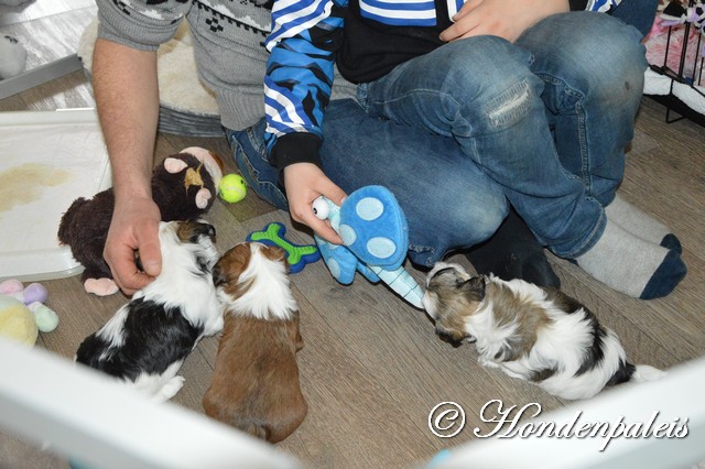 knuffelen met de toekomstige eigenaren