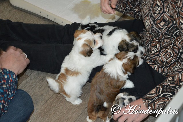 knuffelen met de toekomstige eigenaren