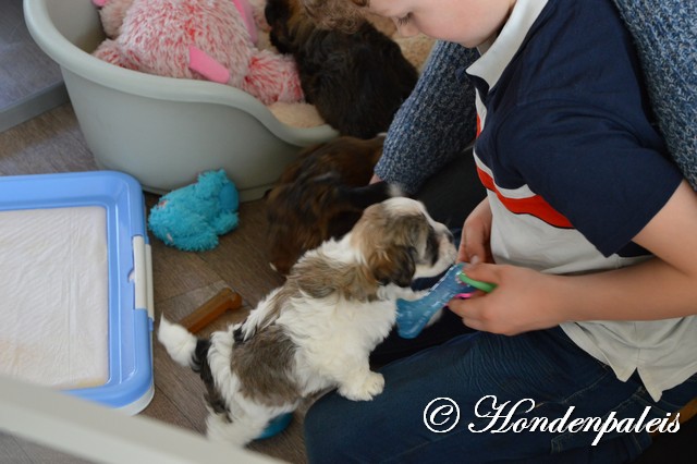 knuffelen met de toekomstige eigenaren