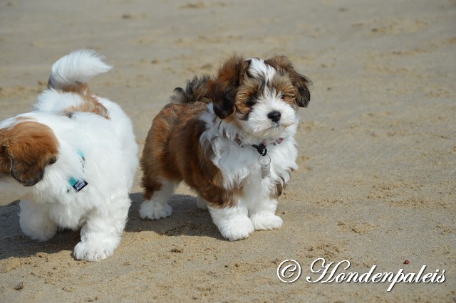 Siena op het strand