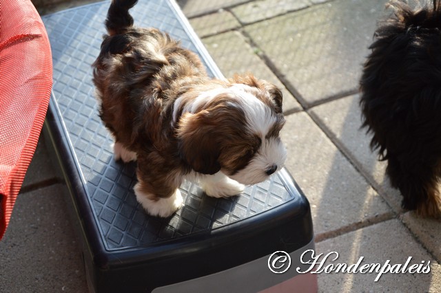 buiten spelen in de kattenren