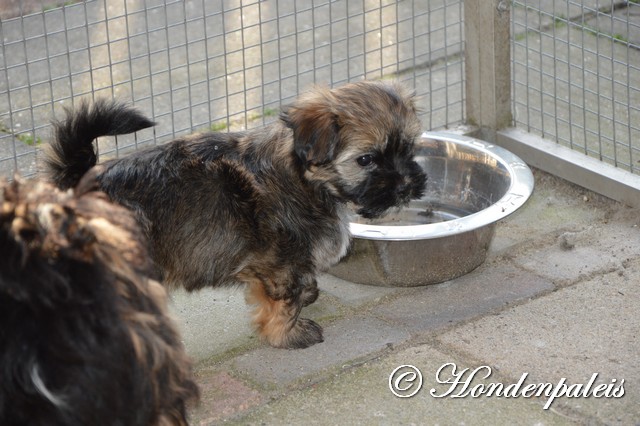 buiten spelen in de kattenren