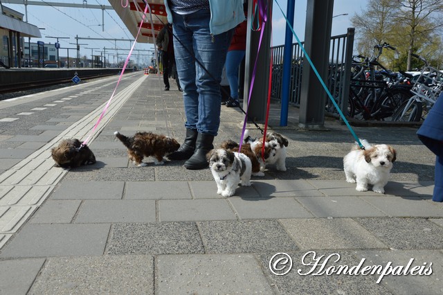 op het station