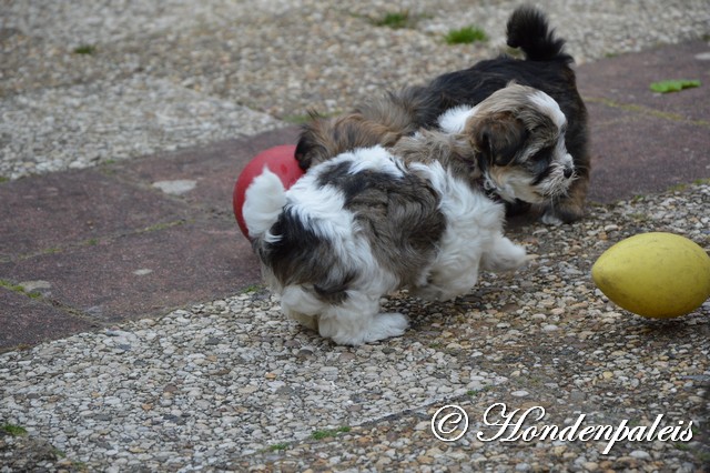 los in de tuin