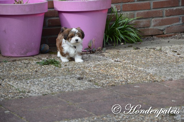 los in de tuin