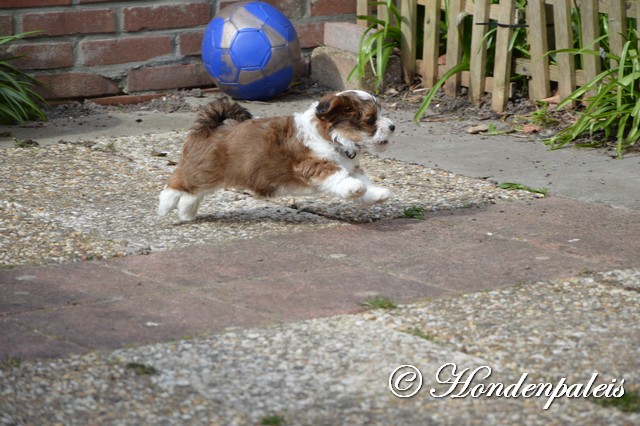 los in de tuin