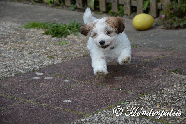 los in de tuin