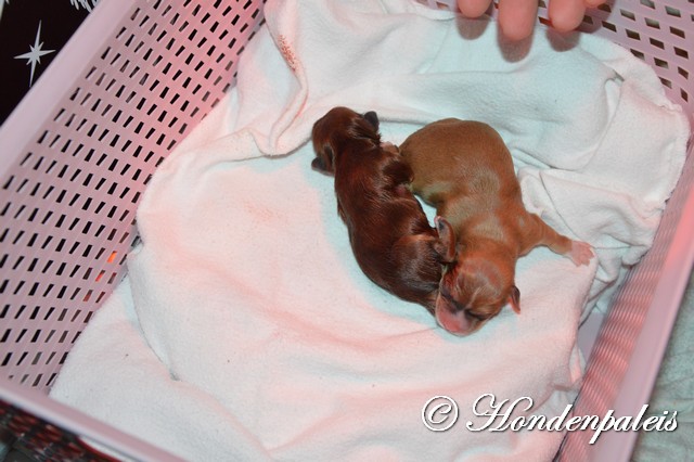 De eerste 2 puppies