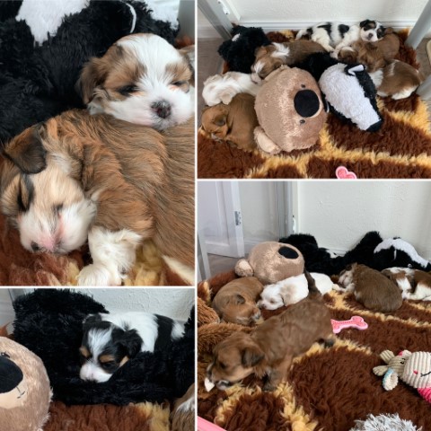 K-nest puppies