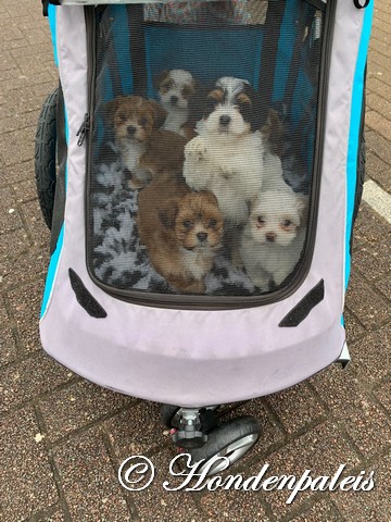 in de doggy ride door het winkelcentrum