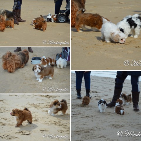 socialiseren op het strand