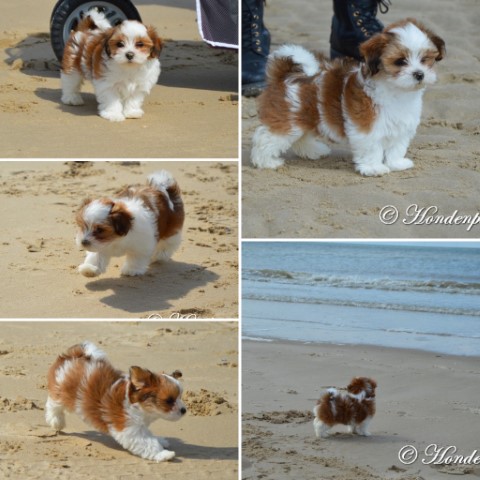 socialiseren op het strand