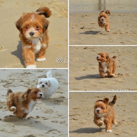 socialiseren op het strand