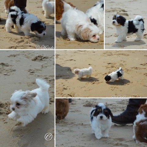 socialiseren op het strand