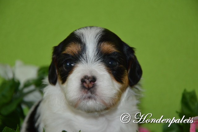 Kyra week 4