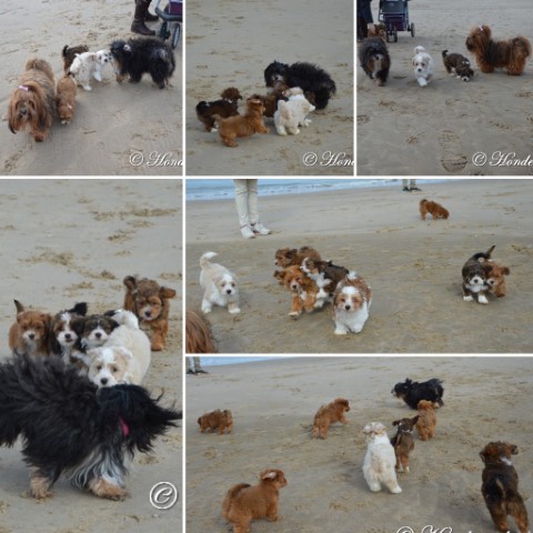 socialiseren op het strand