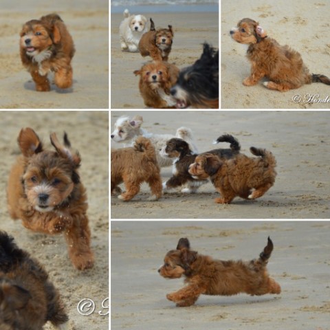 socialiseren op het strand