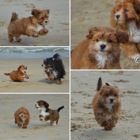 socialiseren op het strand