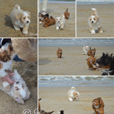 socialiseren op het strand