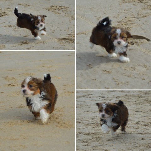 socialiseren op het strand