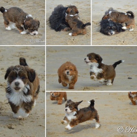 socialiseren op het strand