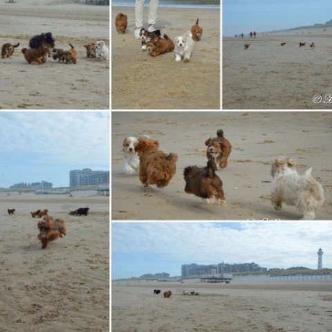 socialiseren op het strand