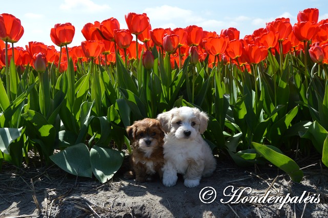 Lenthe en Lucio