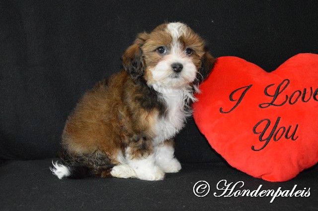 Libby week 9