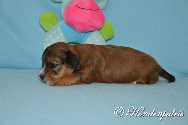 Lotty week 3