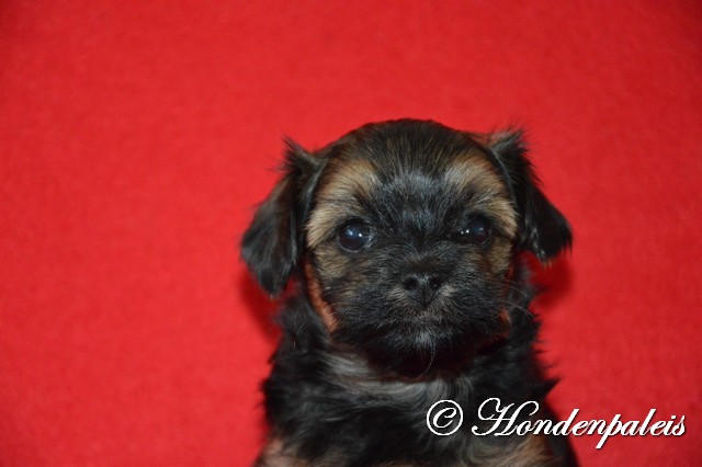 Milow week 5