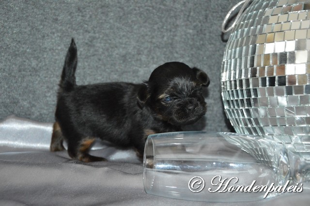 Molly week 3