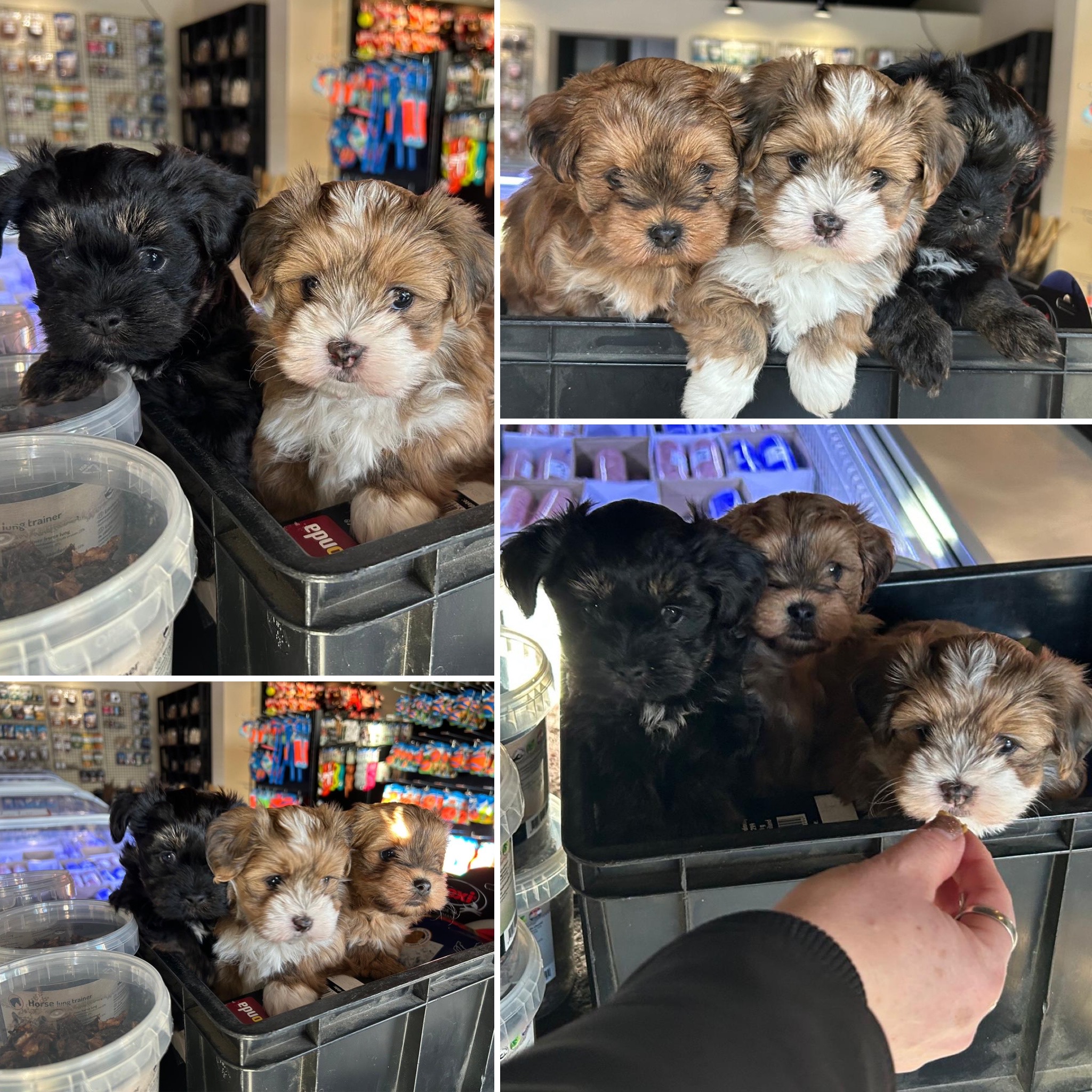 socialiseren in een dierenwinkel