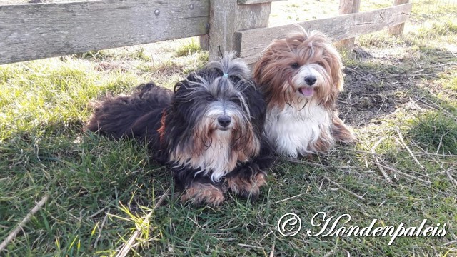 Siena en Morris