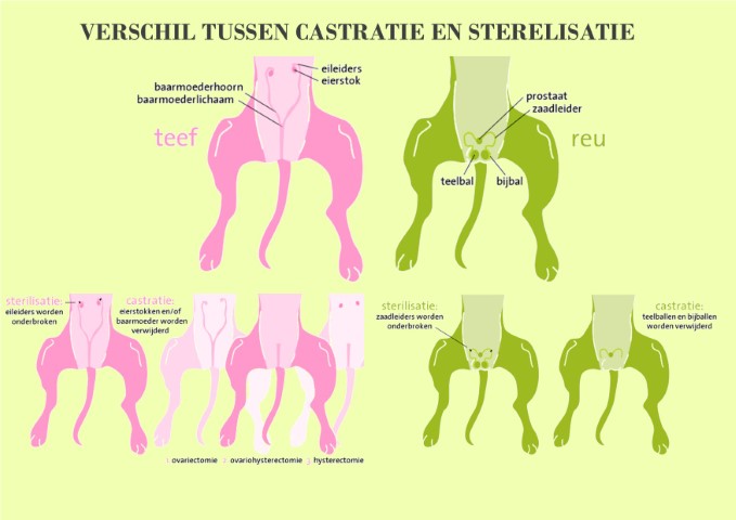 verschil castratie sterilisatie