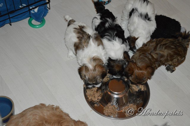 voer puppies eten zelf brok